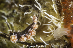 Macro life on the Kittiwake by Chase Darnell 